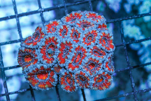 wholesale_coral - saltwater_fish saltwater_coral - rare corals - coralsdepot - Corals_Depot - live_corals - eye - catching - coral quality_marine_fish - quality - marine discoun