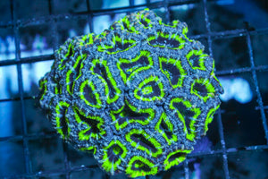 wholesale_coral - saltwater_fish saltwater_coral - rare corals - coralsdepot - Corals_Depot - live_corals - eye - catching - coral quality_marine_fish - quality - marine discoun