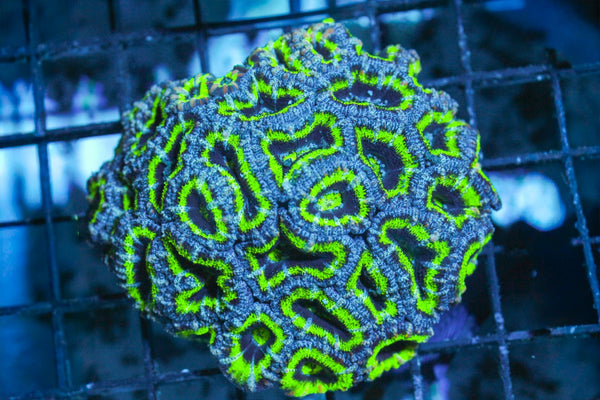 wholesale_coral - saltwater_fish saltwater_coral - rare corals - coralsdepot - Corals_Depot - live_corals - eye - catching - coral quality_marine_fish - quality - marine discoun