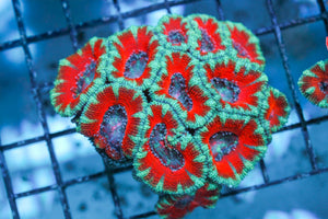 wholesale_coral - saltwater_fish saltwater_coral - rare corals - coralsdepot - Corals_Depot - live_corals - eye - catching - coral quality_marine_fish - quality - marine discoun
