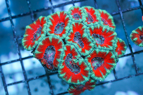 wholesale_coral - saltwater_fish saltwater_coral - rare corals - coralsdepot - Corals_Depot - live_corals - eye - catching - coral quality_marine_fish - quality - marine discoun