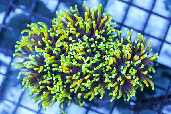 wholesale_coral - saltwater_fish saltwater_coral - rare corals - coralsdepot - Corals_Depot - live_corals - eye - catching - coral quality_marine_fish - quality - marine discoun