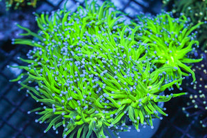 wholesale_coral - saltwater_fish saltwater_coral - rare corals - coralsdepot - Corals_Depot - live_corals - eye - catching - coral quality_marine_fish - quality - marine discoun