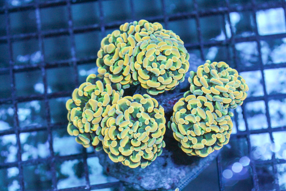 wholesale_coral - saltwater_fish saltwater_coral - rare corals - coralsdepot - Corals_Depot - live_corals - eye - catching - coral quality_marine_fish - quality - marine discoun