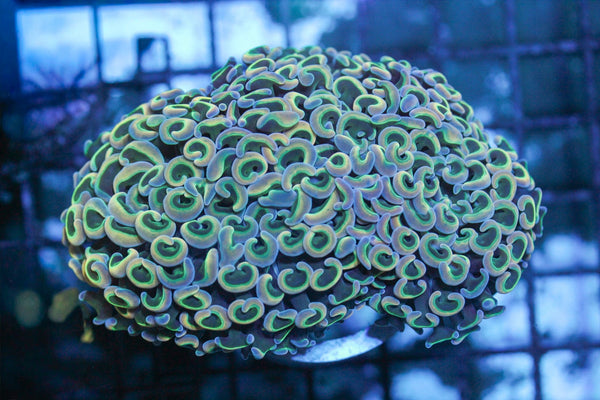 wholesale_coral - saltwater_fish saltwater_coral - rare corals - coralsdepot - Corals_Depot - live_corals - eye - catching - coral quality_marine_fish - quality - marine discoun