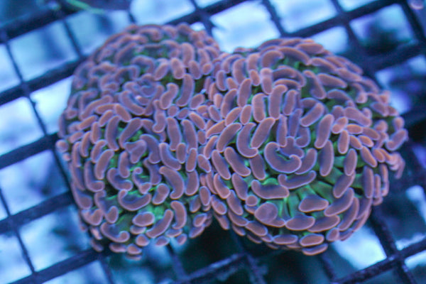 wholesale_coral - saltwater_fish saltwater_coral - rare corals - coralsdepot - Corals_Depot - live_corals - eye - catching - coral quality_marine_fish - quality - marine discoun