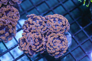 wholesale_coral - saltwater_fish saltwater_coral - rare corals - coralsdepot - Corals_Depot - live_corals - eye - catching - coral quality_marine_fish - quality - marine discoun