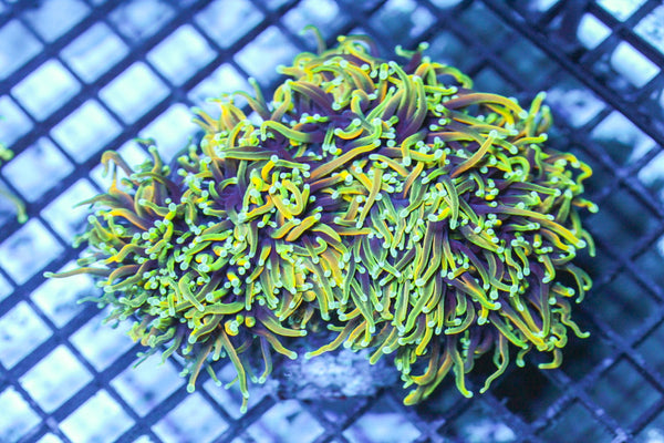 wholesale_coral - saltwater_fish saltwater_coral - rare corals - coralsdepot - Corals_Depot - live_corals - eye - catching - coral quality_marine_fish - quality - marine discoun