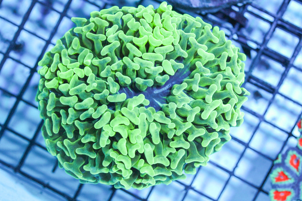 wholesale_coral - saltwater_fish saltwater_coral - rare corals - coralsdepot - Corals_Depot - live_corals - eye - catching - coral quality_marine_fish - quality - marine discoun