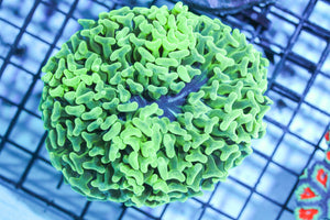 wholesale_coral - saltwater_fish saltwater_coral - rare corals - coralsdepot - Corals_Depot - live_corals - eye - catching - coral quality_marine_fish - quality - marine discoun