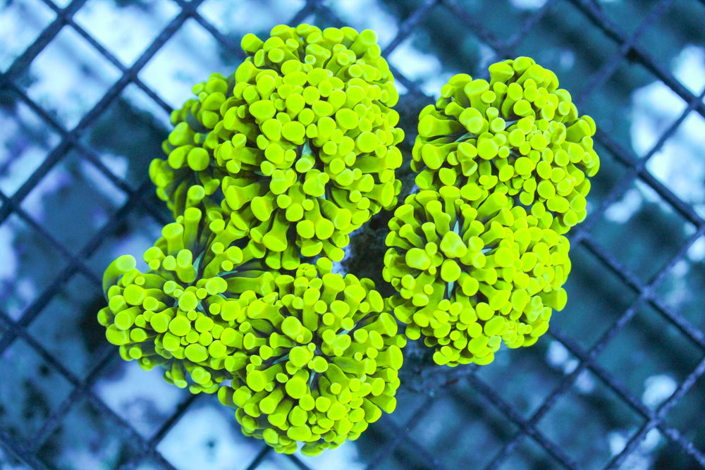 wholesale_coral - saltwater_fish saltwater_coral - rare corals - coralsdepot - Corals_Depot - live_corals - eye - catching - coral quality_marine_fish - quality - marine discoun