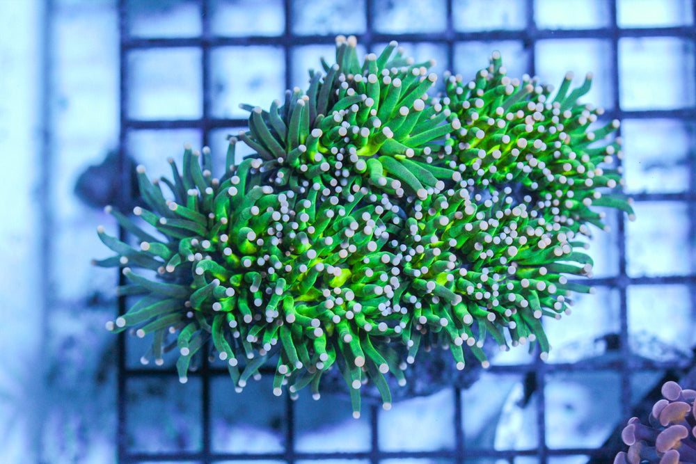 wholesale_coral - saltwater_fish saltwater_coral - rare corals - coralsdepot - Corals_Depot - live_corals - eye - catching - coral quality_marine_fish - quality - marine discoun