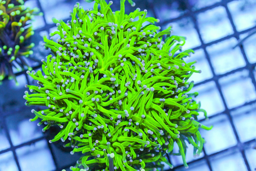 wholesale_coral - saltwater_fish saltwater_coral - rare corals - coralsdepot - Corals_Depot - live_corals - eye - catching - coral quality_marine_fish - quality - marine discoun