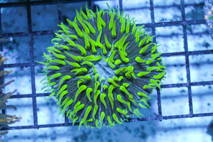wholesale_coral - saltwater_fish saltwater_coral - rare corals - coralsdepot - Corals_Depot - live_corals - eye - catching - coral quality_marine_fish - quality - marine discoun