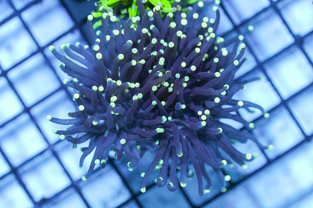 wholesale_coral - saltwater_fish saltwater_coral - rare corals - coralsdepot - Corals_Depot - live_corals - eye - catching - coral quality_marine_fish - quality - marine discoun