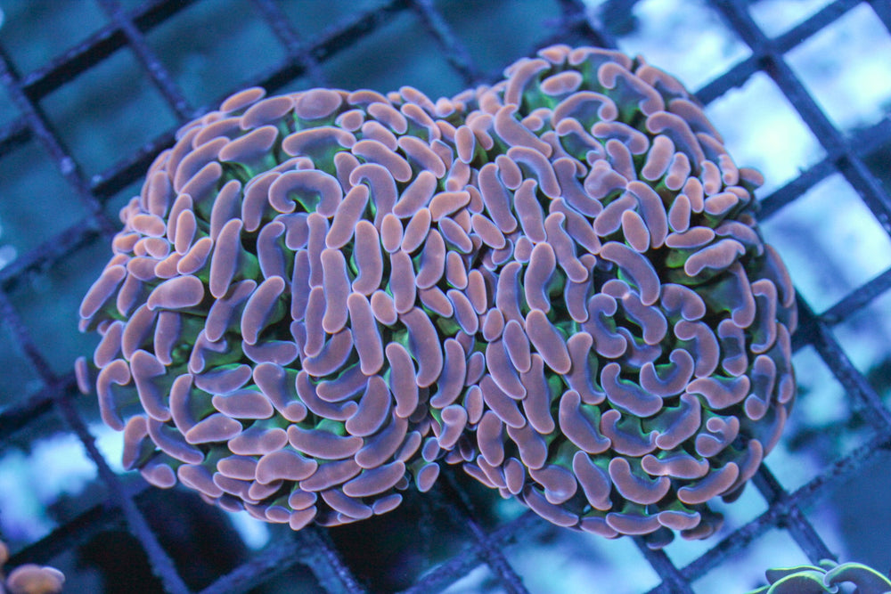 wholesale_coral - saltwater_fish saltwater_coral - rare corals - coralsdepot - Corals_Depot - live_corals - eye - catching - coral quality_marine_fish - quality - marine discoun