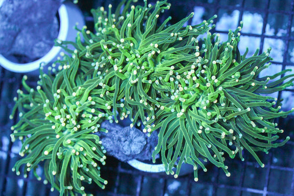 wholesale_coral - saltwater_fish saltwater_coral - rare corals - coralsdepot - Corals_Depot - live_corals - eye - catching - coral quality_marine_fish - quality - marine discoun