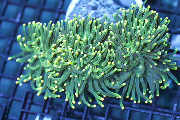 wholesale_coral - saltwater_fish saltwater_coral - rare corals - coralsdepot - Corals_Depot - live_corals - eye - catching - coral quality_marine_fish - quality - marine discoun