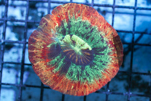 wholesale_coral - saltwater_fish saltwater_coral - rare corals - coralsdepot - Corals_Depot - live_corals - eye - catching - coral quality_marine_fish - quality - marine discoun