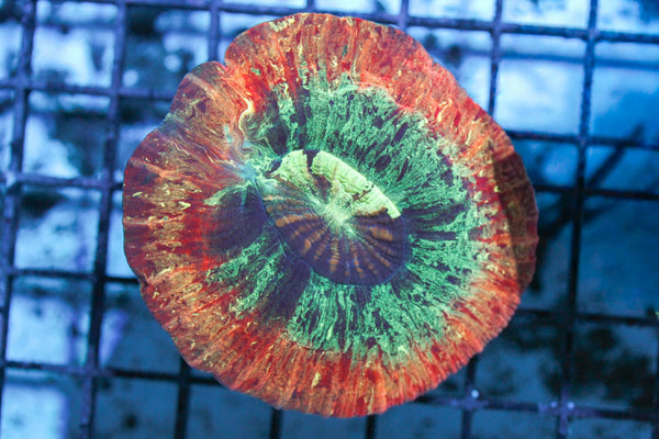 wholesale_coral - saltwater_fish saltwater_coral - rare corals - coralsdepot - Corals_Depot - live_corals - eye - catching - coral quality_marine_fish - quality - marine discoun