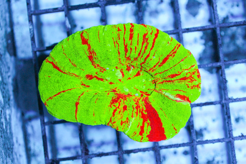 Feeding Scolymia Corals