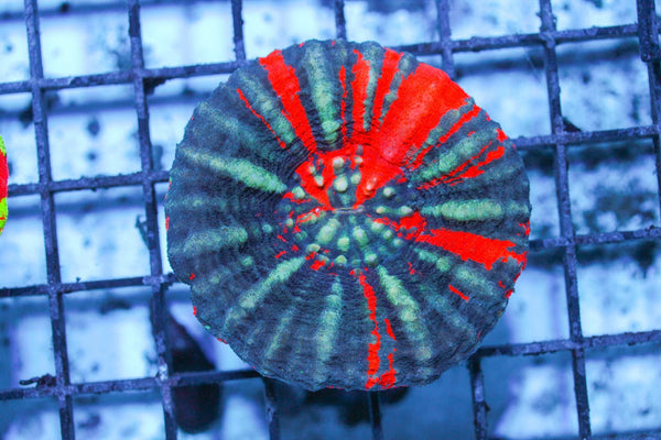 wholesale_coral - saltwater_fish saltwater_coral - rare corals - coralsdepot - Corals_Depot - live_corals - eye - catching - coral quality_marine_fish - quality - marine discoun