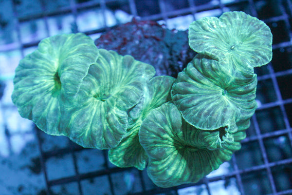 wholesale_coral - saltwater_fish saltwater_coral - rare corals - coralsdepot - Corals_Depot - live_corals - eye - catching - coral quality_marine_fish - quality - marine discoun