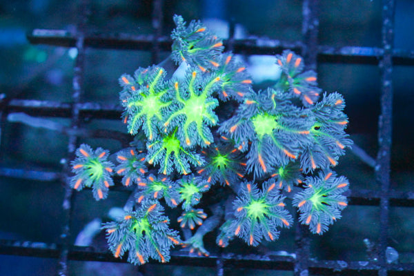 wholesale_coral - saltwater_fish saltwater_coral - rare corals - coralsdepot - Corals_Depot - live_corals - eye - catching - coral quality_marine_fish - quality - marine discoun