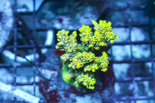 wholesale_coral - saltwater_fish saltwater_coral - rare corals - coralsdepot - Corals_Depot - live_corals - eye - catching - coral quality_marine_fish - quality - marine discoun