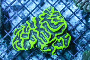 wholesale_coral - saltwater_fish saltwater_coral - rare corals - coralsdepot - Corals_Depot - live_corals - eye - catching - coral quality_marine_fish - quality - marine discoun