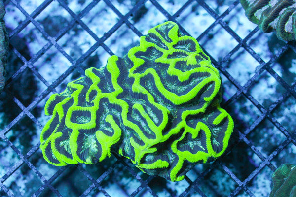 wholesale_coral - saltwater_fish saltwater_coral - rare corals - coralsdepot - Corals_Depot - live_corals - eye - catching - coral quality_marine_fish - quality - marine discoun
