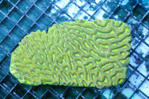 wholesale_coral - saltwater_fish saltwater_coral - rare corals - coralsdepot - Corals_Depot - live_corals - eye - catching - coral quality_marine_fish - quality - marine discoun
