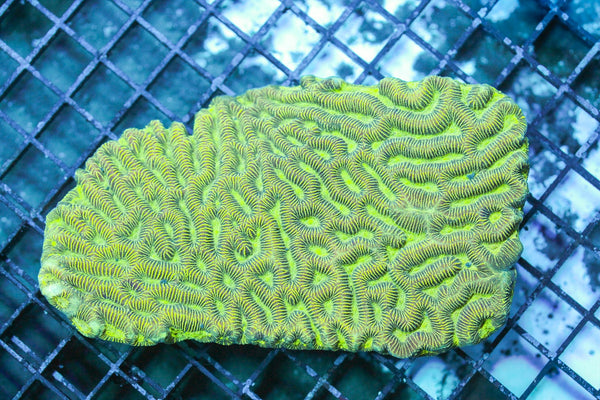 wholesale_coral - saltwater_fish saltwater_coral - rare corals - coralsdepot - Corals_Depot - live_corals - eye - catching - coral quality_marine_fish - quality - marine discoun