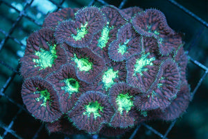 wholesale_coral - saltwater_fish saltwater_coral - rare corals - coralsdepot - Corals_Depot - live_corals - eye - catching - coral quality_marine_fish - quality - marine discoun