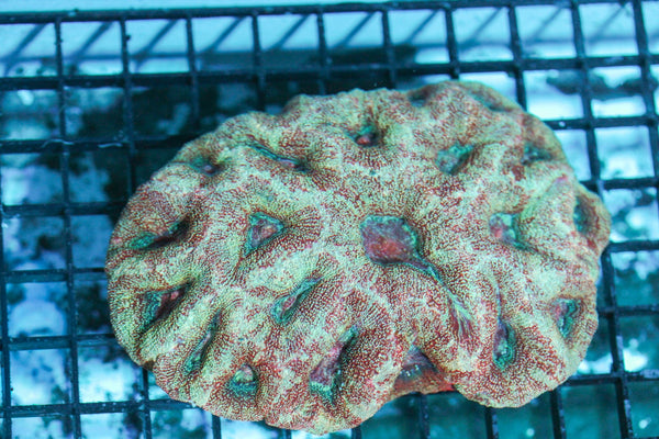 wholesale_coral - saltwater_fish saltwater_coral - rare corals - coralsdepot - Corals_Depot - live_corals - eye - catching - coral quality_marine_fish - quality - marine discoun