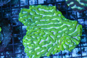 wholesale_coral - saltwater_fish saltwater_coral - rare corals - coralsdepot - Corals_Depot - live_corals - eye - catching - coral quality_marine_fish - quality - marine discoun