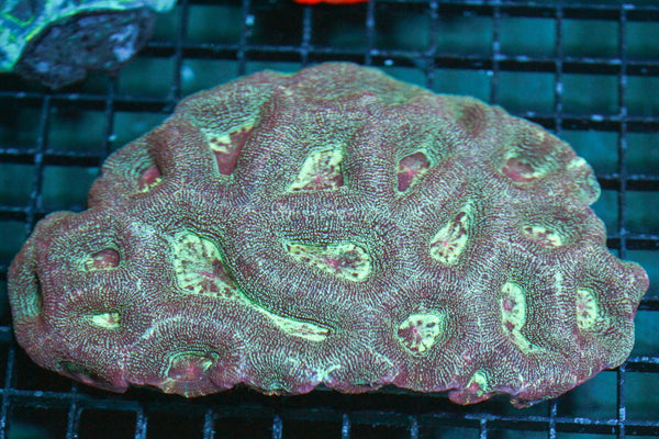 wholesale_coral - saltwater_fish saltwater_coral - rare corals - coralsdepot - Corals_Depot - live_corals - eye - catching - coral quality_marine_fish - quality - marine discoun