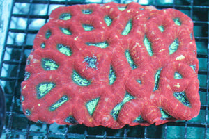 wholesale_coral - saltwater_fish saltwater_coral - rare corals - coralsdepot - Corals_Depot - live_corals - eye - catching - coral quality_marine_fish - quality - marine discoun