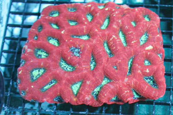 wholesale_coral - saltwater_fish saltwater_coral - rare corals - coralsdepot - Corals_Depot - live_corals - eye - catching - coral quality_marine_fish - quality - marine discoun