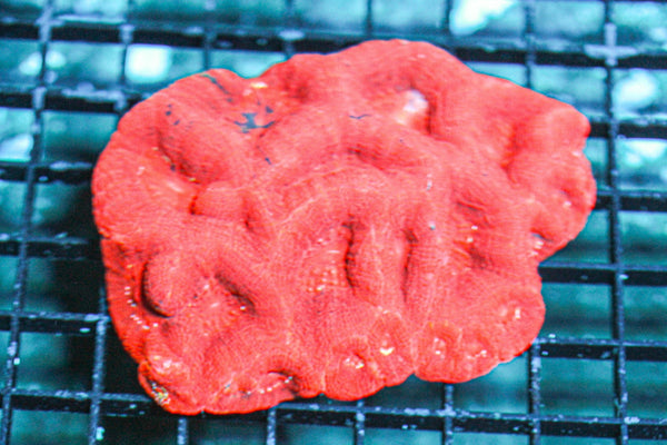wholesale_coral - saltwater_fish saltwater_coral - rare corals - coralsdepot - Corals_Depot - live_corals - eye - catching - coral quality_marine_fish - quality - marine discoun