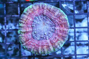 wholesale_coral - saltwater_fish saltwater_coral - rare corals - coralsdepot - Corals_Depot - live_corals - eye - catching - coral quality_marine_fish - quality - marine discoun