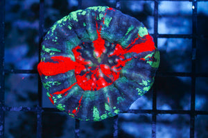 wholesale_coral - saltwater_fish saltwater_coral - rare corals - coralsdepot - Corals_Depot - live_corals - eye - catching - coral quality_marine_fish - quality - marine discoun