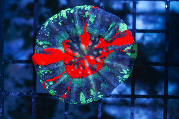 wholesale_coral - saltwater_fish saltwater_coral - rare corals - coralsdepot - Corals_Depot - live_corals - eye - catching - coral quality_marine_fish - quality - marine discoun