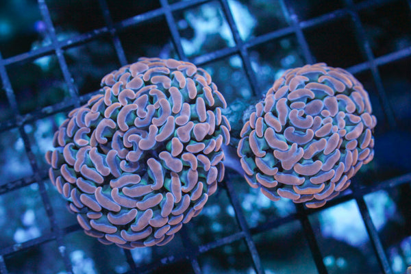 wholesale_coral - saltwater_fish saltwater_coral - rare corals - coralsdepot - Corals_Depot - live_corals - eye - catching - coral quality_marine_fish - quality - marine discoun
