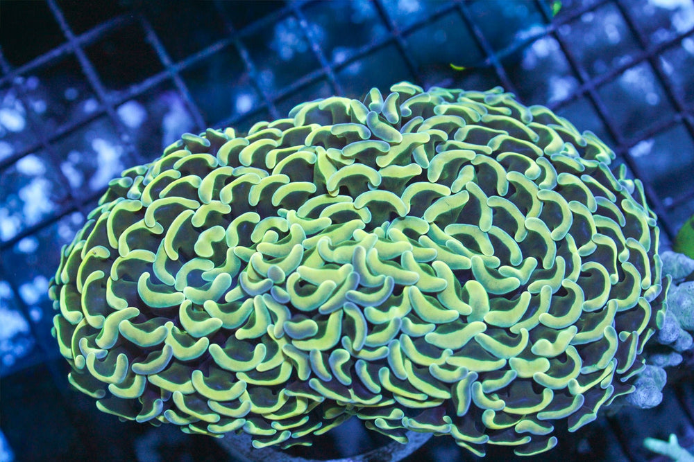 wholesale_coral - saltwater_fish saltwater_coral - rare corals - coralsdepot - Corals_Depot - live_corals - eye - catching - coral quality_marine_fish - quality - marine discoun