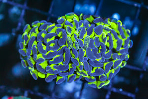 wholesale_coral - saltwater_fish saltwater_coral - rare corals - coralsdepot - Corals_Depot - live_corals - eye - catching - coral quality_marine_fish - quality - marine discoun