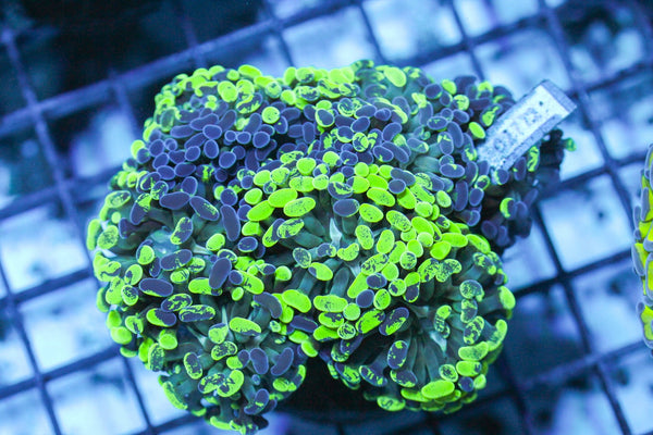 wholesale_coral - saltwater_fish saltwater_coral - rare corals - coralsdepot - Corals_Depot - live_corals - eye - catching - coral quality_marine_fish - quality - marine discoun
