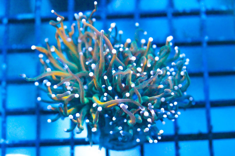 wholesale_coral - saltwater_fish saltwater_coral - rare corals - coralsdepot - Corals_Depot - live_corals - eye - catching - coral quality_marine_fish - quality - marine discoun