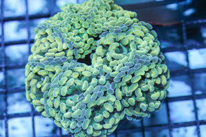 wholesale_coral - saltwater_fish saltwater_coral - rare corals - coralsdepot - Corals_Depot - live_corals - eye - catching - coral quality_marine_fish - quality - marine discoun