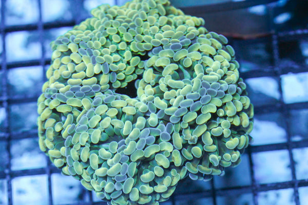 wholesale_coral - saltwater_fish saltwater_coral - rare corals - coralsdepot - Corals_Depot - live_corals - eye - catching - coral quality_marine_fish - quality - marine discoun